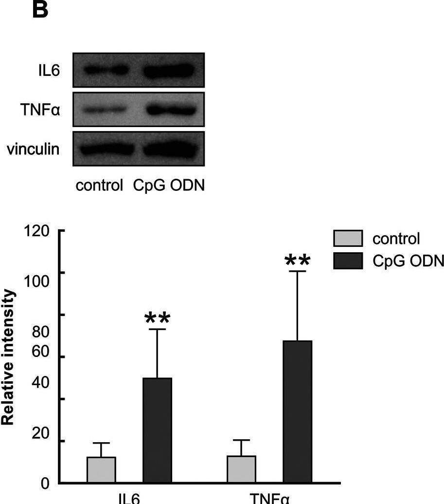 IL-6 Antibody - Azide and BSA Free