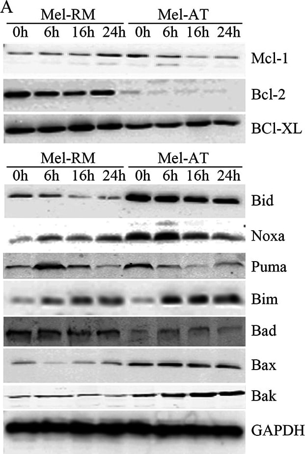 Noxa Antibody (114C307.1) - Non-Recombinant Monoclonal