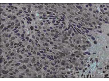 Jagged 1 Antibody