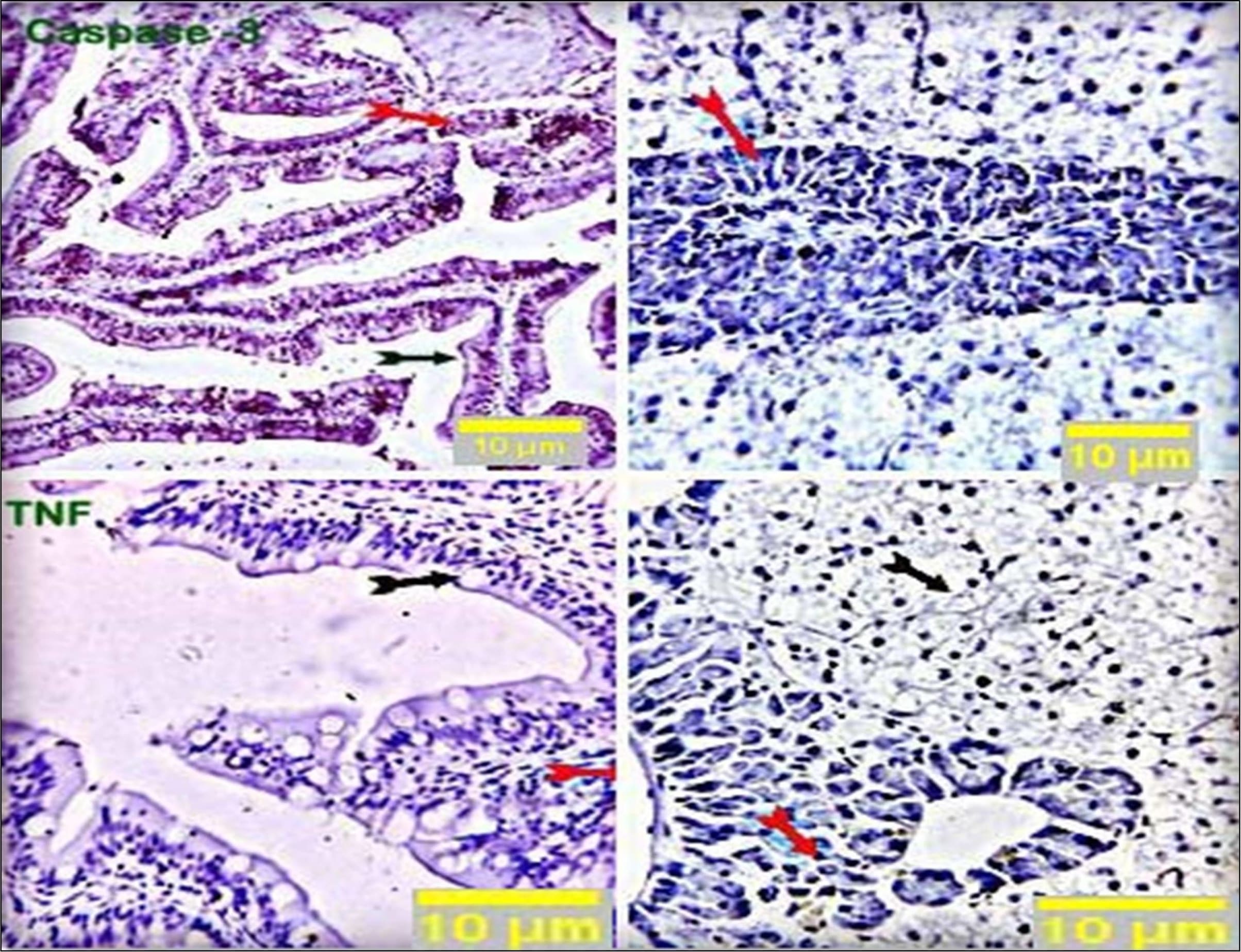 Caspase-3 Antibody
