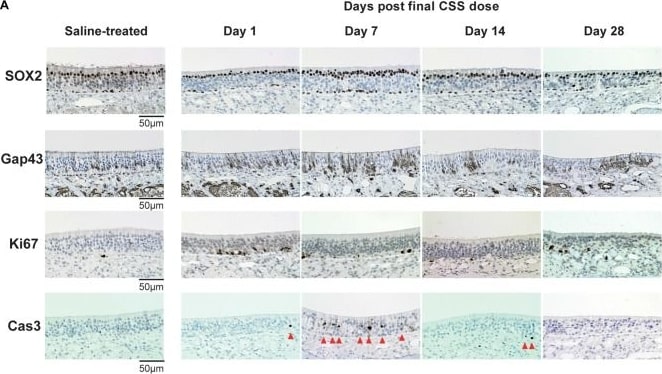 Ki67/MKI67 Antibody (SP6) - Unpurified