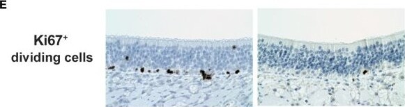 Ki67/MKI67 Antibody (SP6) - Unpurified