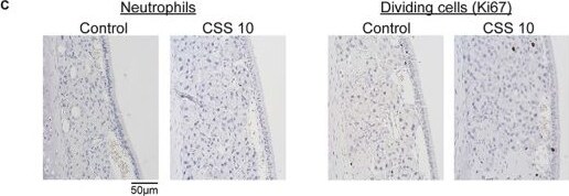 Ki67/MKI67 Antibody (SP6) - Unpurified