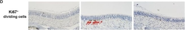 Ki67/MKI67 Antibody (SP6) - Unpurified