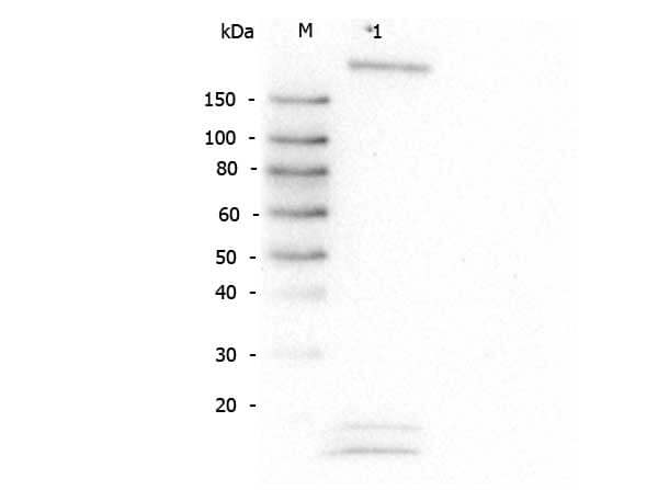 ROBO1 Antibody