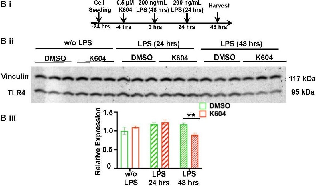 Vinculin Antibody (hVIN-1)