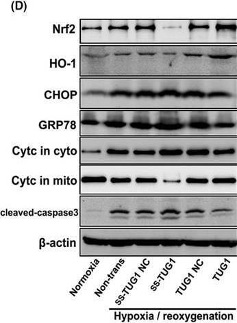 GADD153/CHOP Antibody (9C8) - BSA Free