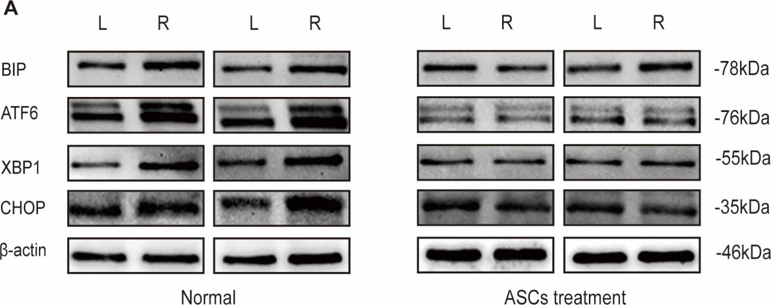 GADD153/CHOP Antibody (9C8) - BSA Free