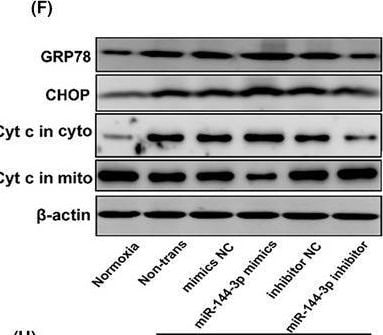 GADD153/CHOP Antibody (9C8) - BSA Free