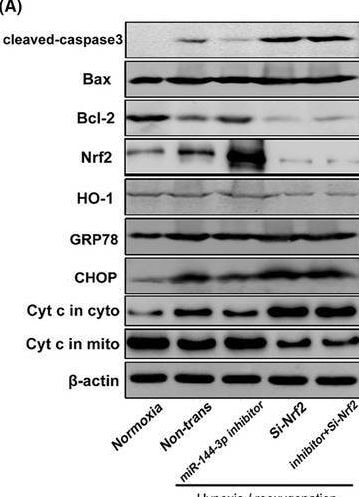 GADD153/CHOP Antibody (9C8) - BSA Free