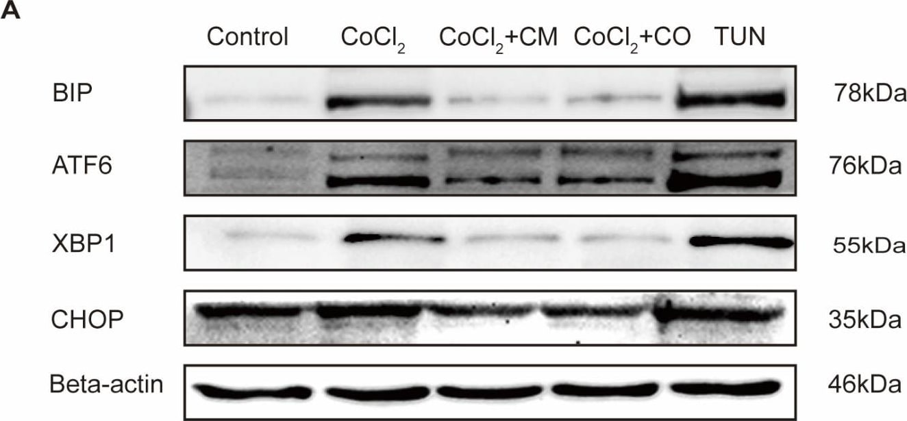 GADD153/CHOP Antibody (9C8) - BSA Free