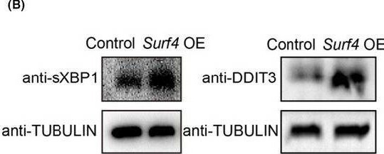 GADD153/CHOP Antibody (9C8) - BSA Free