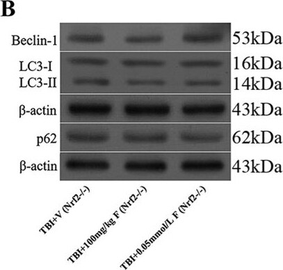 LC3B Antibody - BSA Free