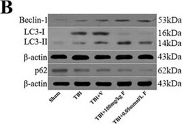 LC3B Antibody - BSA Free