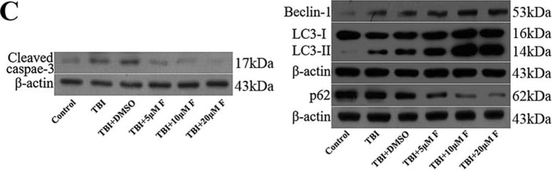 LC3B Antibody - BSA Free