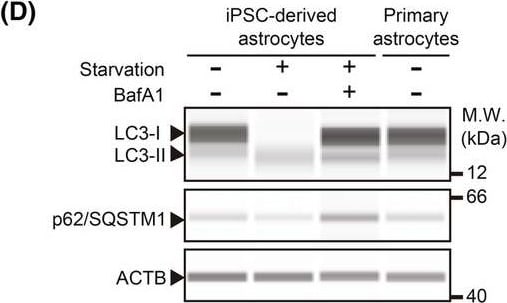 LC3B Antibody - BSA Free