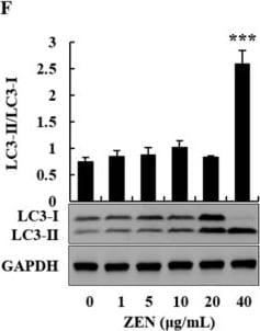 LC3B Antibody - BSA Free