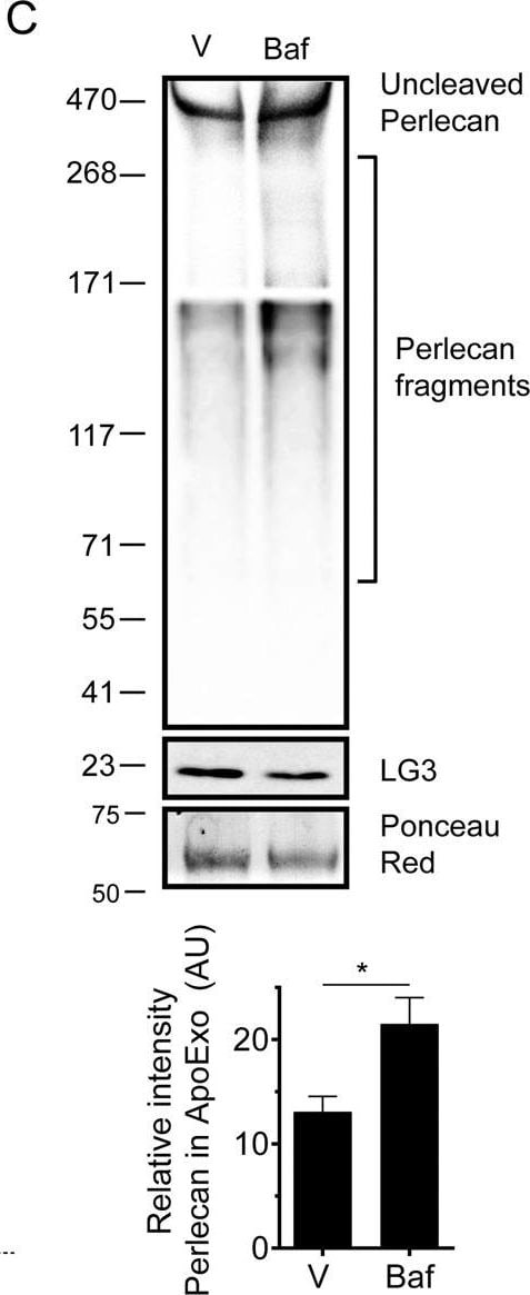 LC3B Antibody - BSA Free