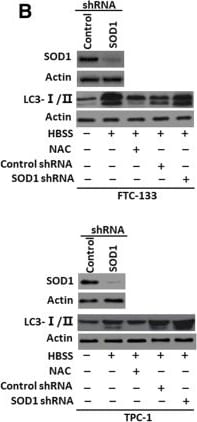 LC3B Antibody - BSA Free