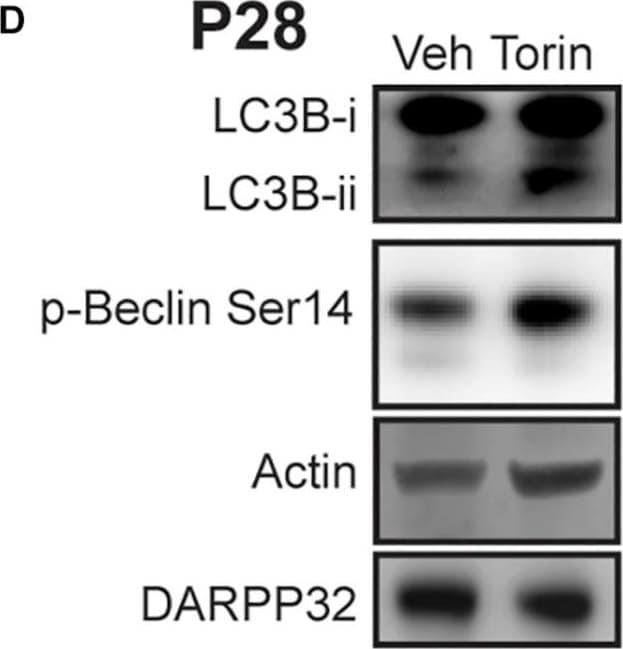 LC3B Antibody - BSA Free