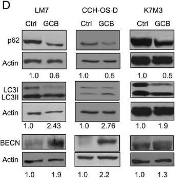 LC3B Antibody - BSA Free