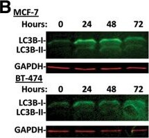 LC3B Antibody - BSA Free