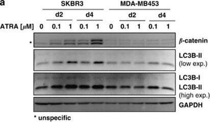 LC3B Antibody - BSA Free