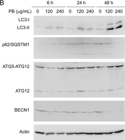 LC3B Antibody - BSA Free