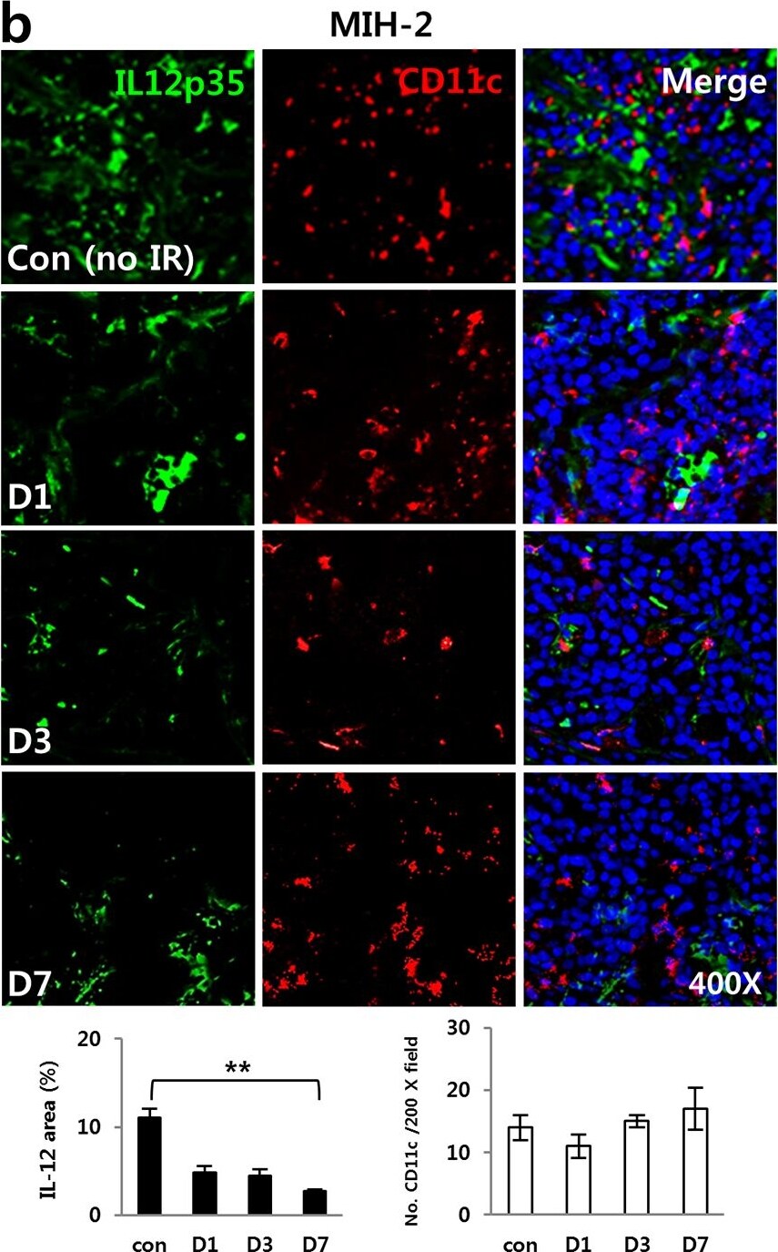 IL-12 Antibody