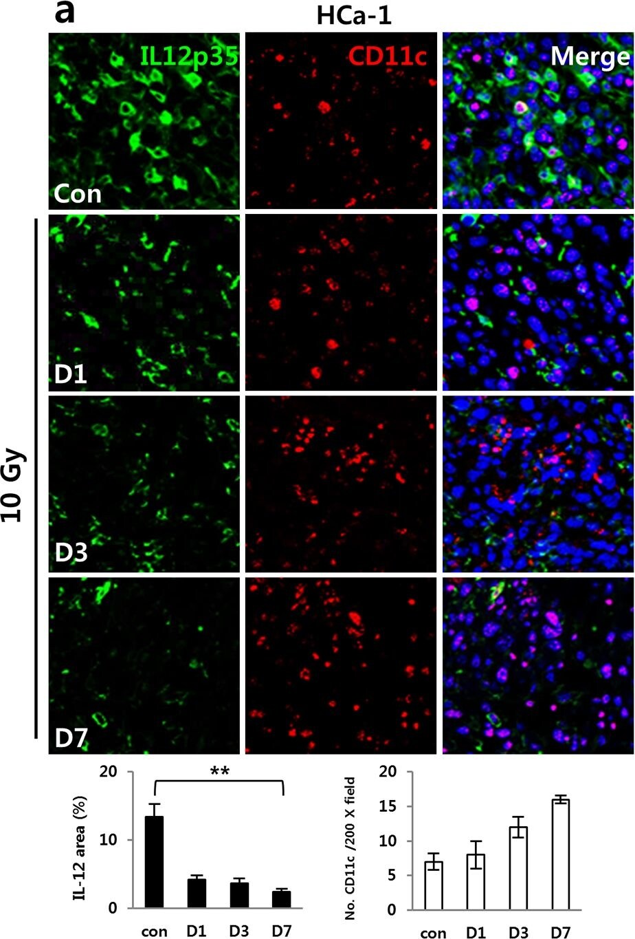 IL-12 Antibody