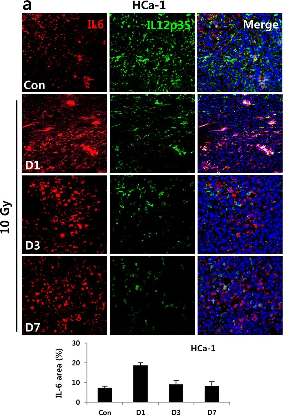 IL-12 Antibody