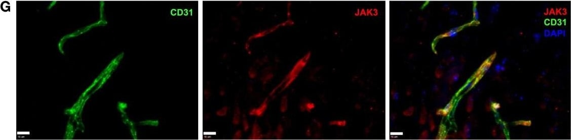 CD31/PECAM-1 Antibody (MEC13.3) - BSA Free