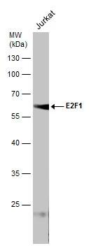 E2F-1 Antibody (16G7) - Azide and BSA Free