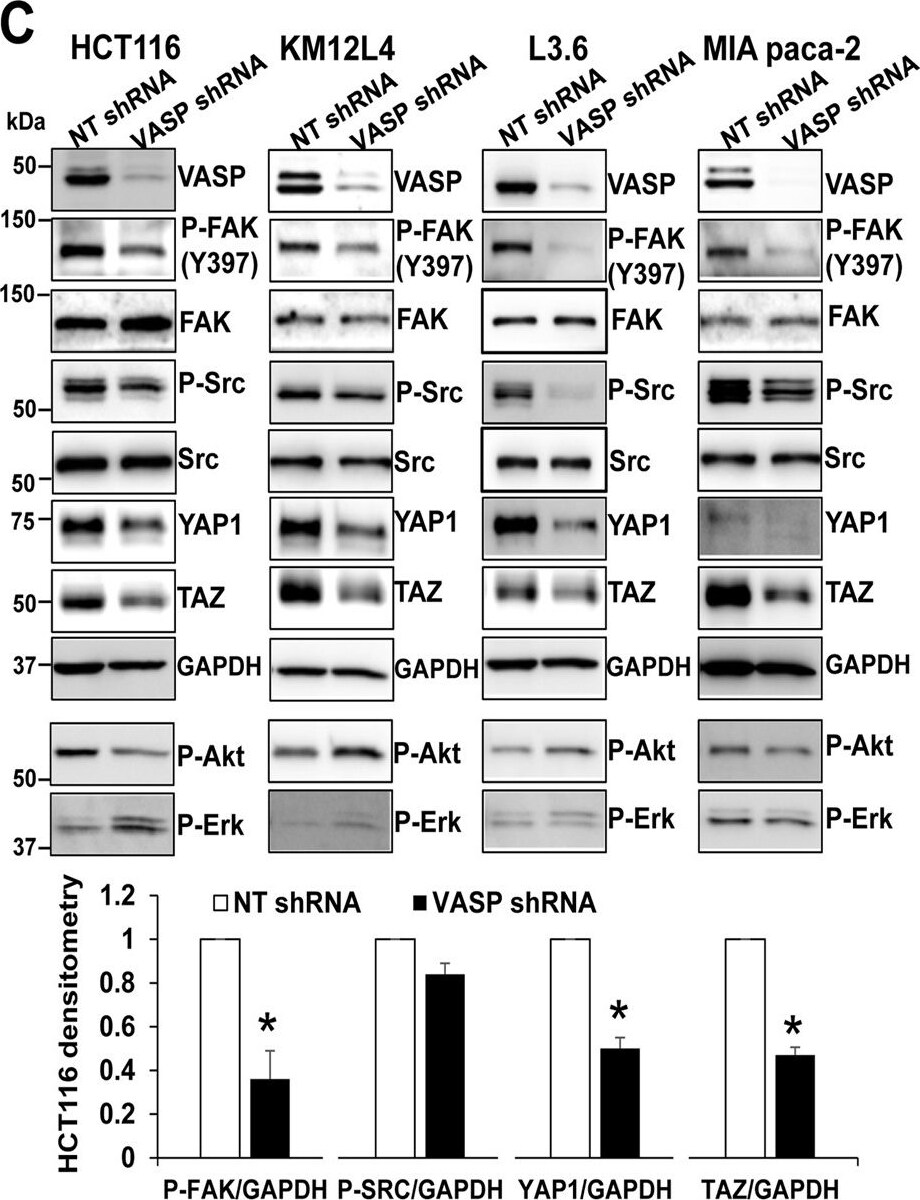 TAZ/WWTR1 Antibody - BSA Free