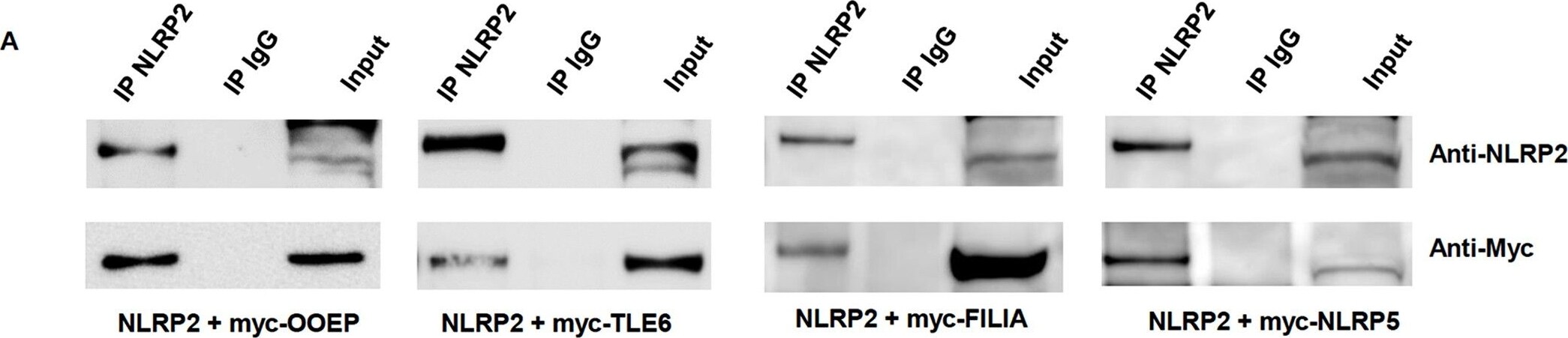 c-Myc Antibody (9E10) - BSA Free