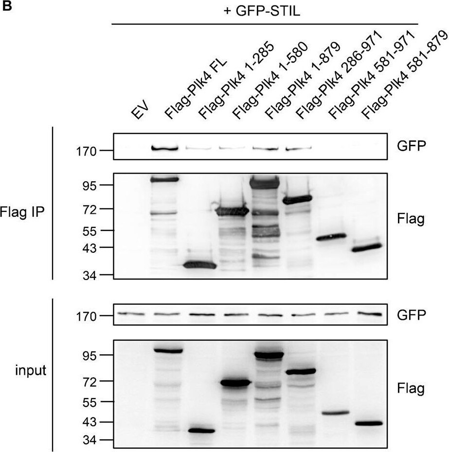 GFP Antibody