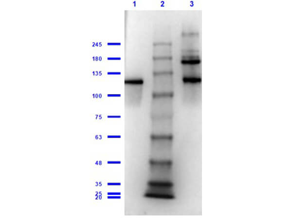 beta Galactosidase Antibody
