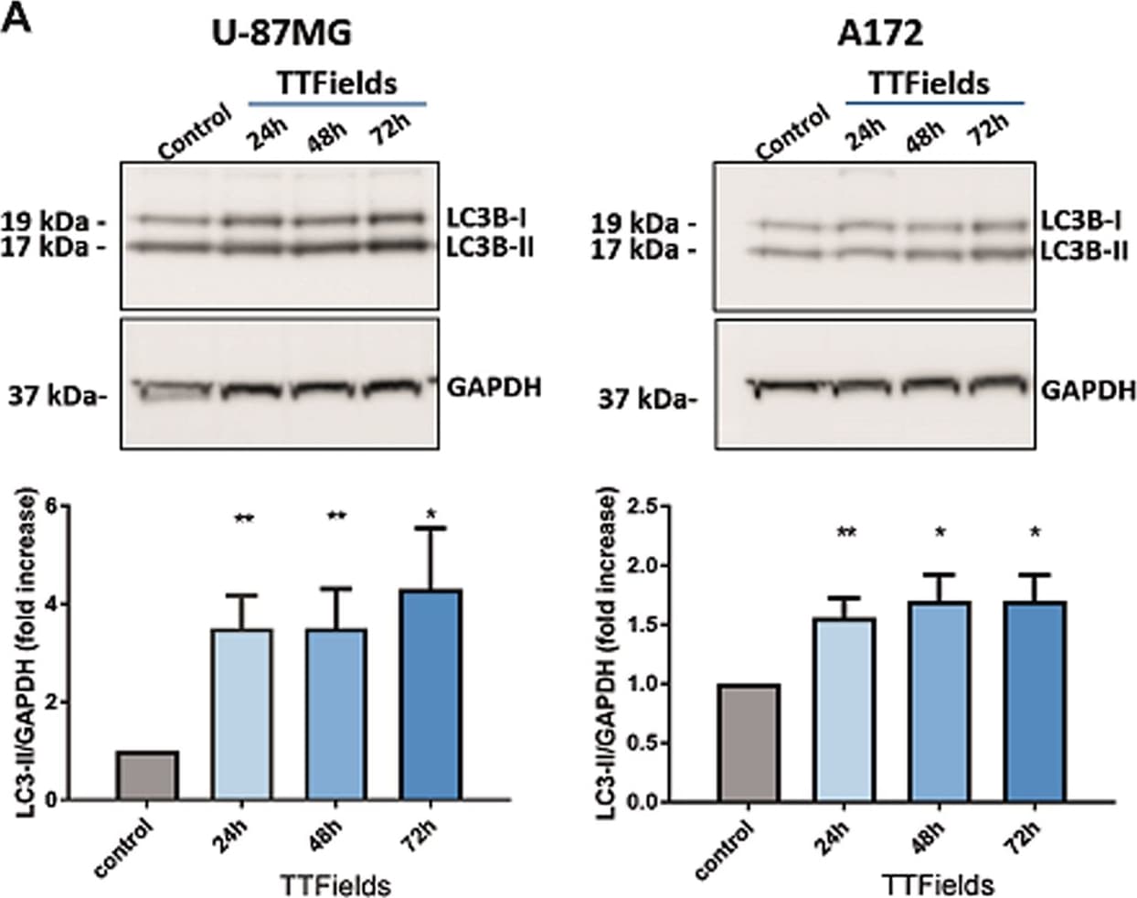 Luciferase Antibody (Luci 21 1-107) - BSA Free