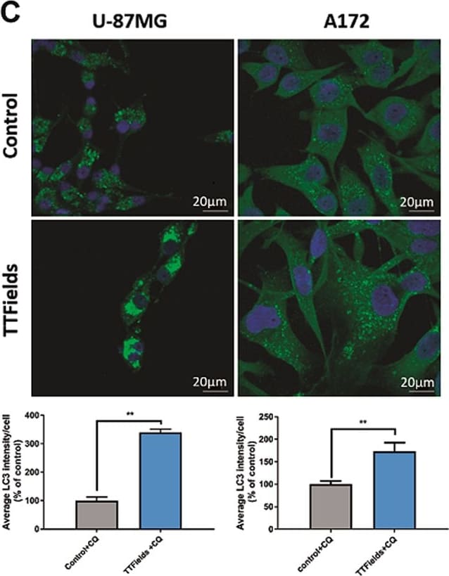 Luciferase Antibody (Luci 21 1-107) - BSA Free