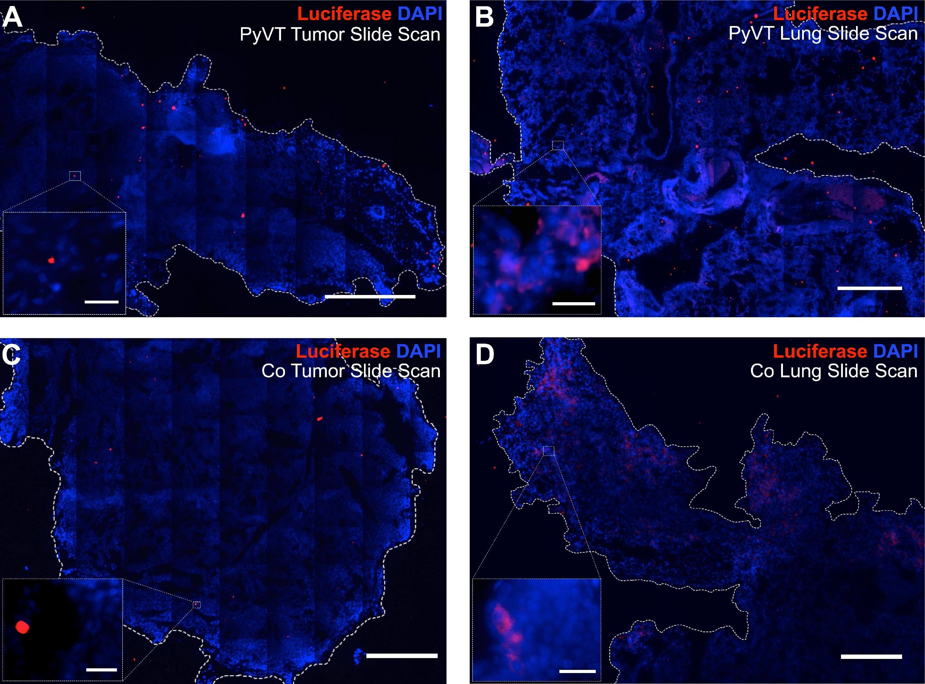 Luciferase Antibody (Luci 21 1-107) - BSA Free