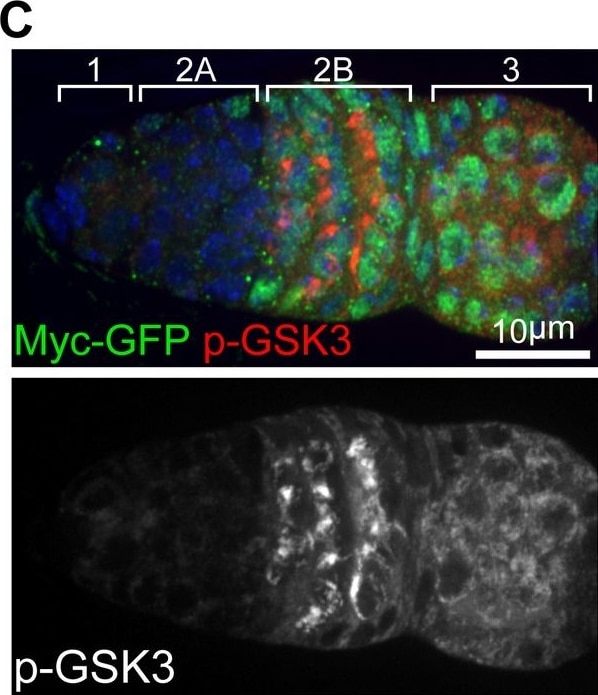GFP Antibody