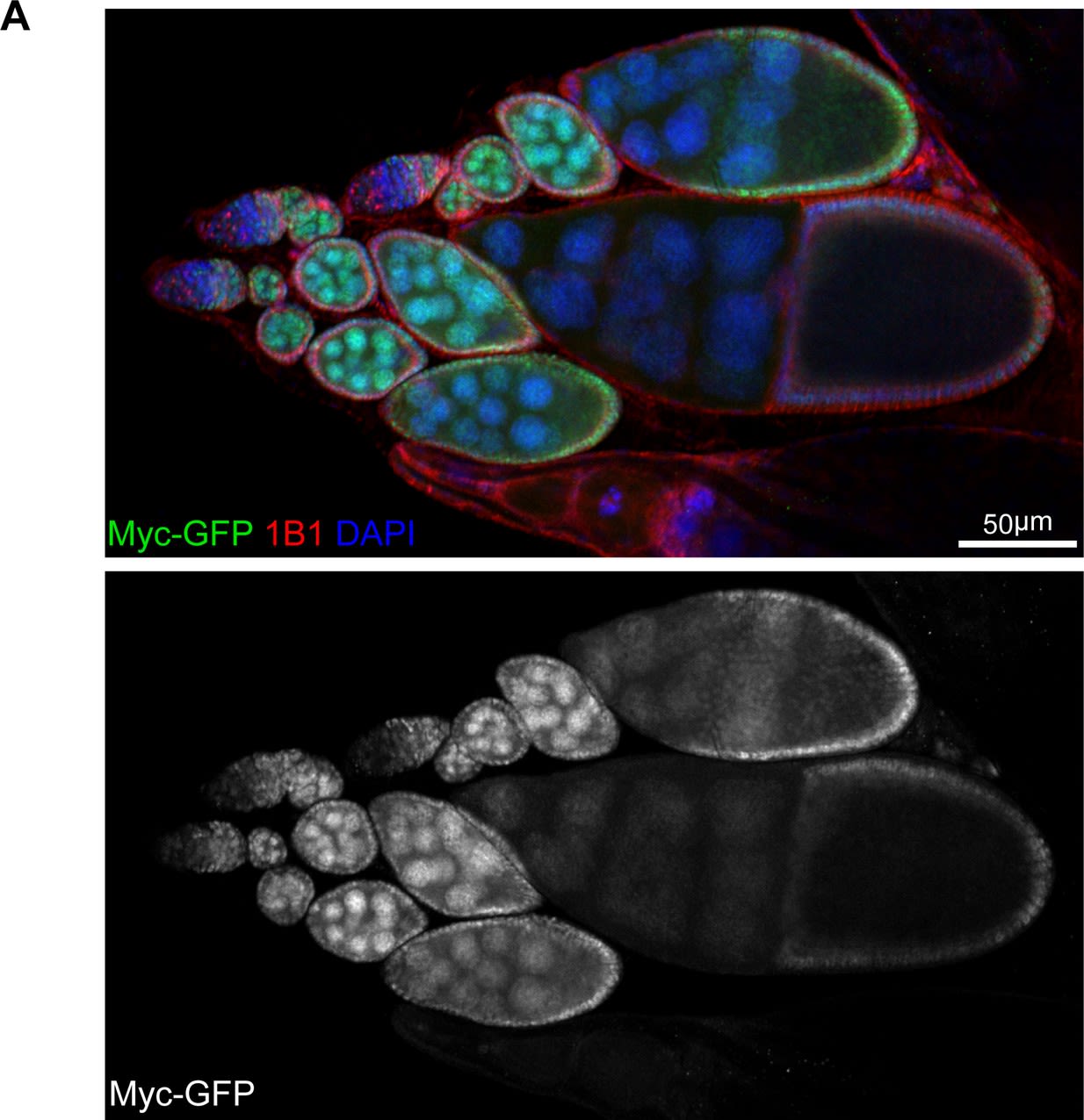 GFP Antibody