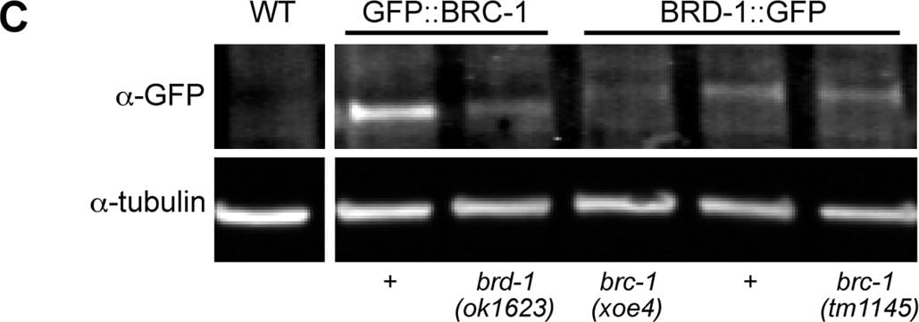 GFP Antibody
