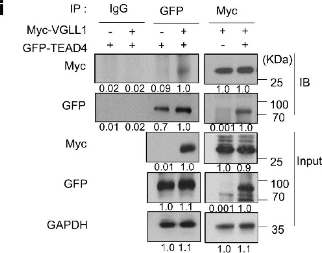 GFP Antibody
