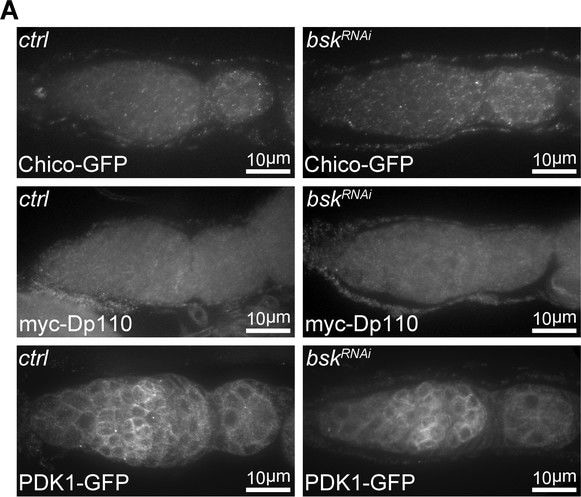 GFP Antibody
