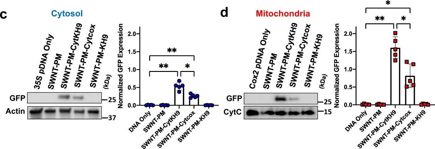 GFP Antibody