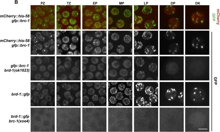 GFP Antibody