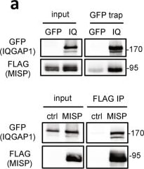GFP Antibody