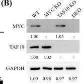 c-Myc Antibody - BSA Free