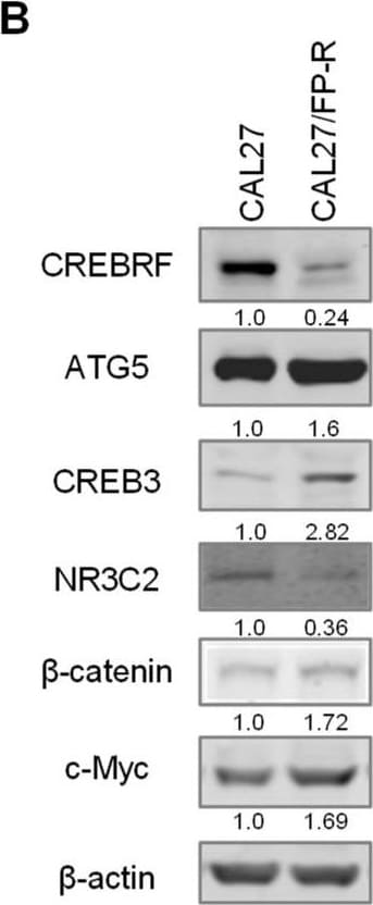 c-Myc Antibody - BSA Free